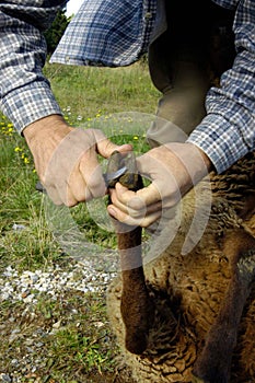 Shepherd doing sheep hoof care