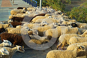 A shepherd drives a flock of sheep along the roadway on the outskirts of the city