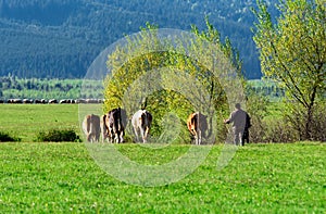 The shepherd drives home a herd cows