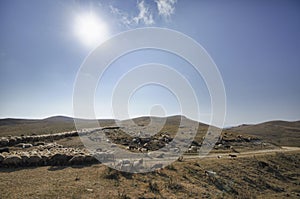 shepherd drives on the mountain route an attara of sheep, the desert mountain area, Azerbaijan photo