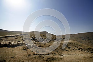 shepherd drives on the mountain route an attara of sheep, the desert mountain area, Azerbaijan photo