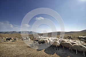 shepherd drives on the mountain route an attara of sheep, the desert mountain area, Azerbaijan