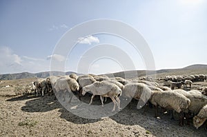 shepherd drives on the mountain route an attara of sheep, the desert mountain area, Azerbaijan photo