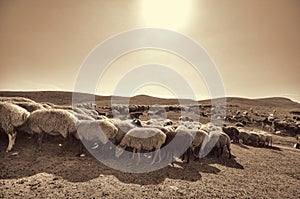 shepherd drives on the mountain route an attara of sheep, the desert mountain area, Azerbaijan photo