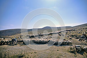 shepherd drives on the mountain route an attara of sheep, the desert mountain area, Azerbaijan