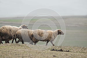 shepherd drives on the mountain route an attara of sheep, the desert mountain area, Gazakh Azerbaijan