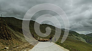 shepherd drives on the mountain route an attara of sheep, the desert mountain area, Gazakh Azerbaijan green field