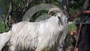 Shepherd Feeds the Main Ram with Big Horns. Slow Motion