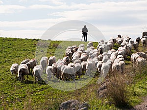 Shepherd and flock photo