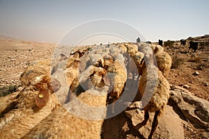 A shepherd with flock