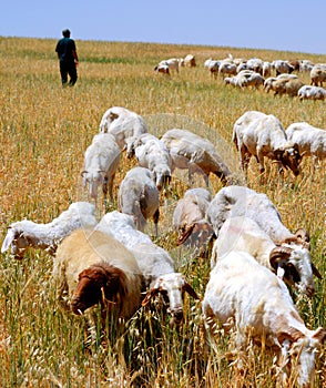 Shepherd and flock