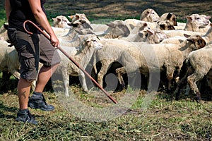 Shepherd and flock of sheep