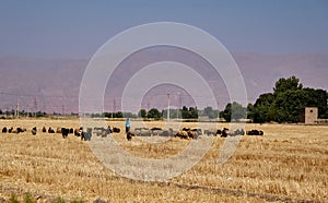 Shepherd among a flock of sheep.