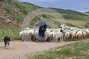 Shepherd with flock of sheep in natural landscape
