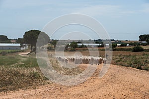 Shepherd and flock of sheep during their outing to graze through the village meadow