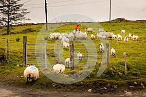 Shepherd gathering a flock of sheeps. Ireland