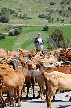 Shepherd and goats, Alora, Spain.