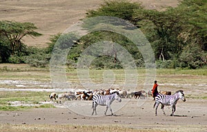 Shepherd of goats in Tanzania