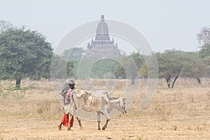 Shepherd grazing a gaunt cow through the dry field with temples and pagodas of ancient Bagan on background, Myanmar