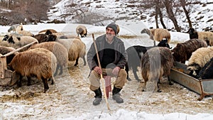 Shepherd grazing his sheep, Bitlis, Turkey