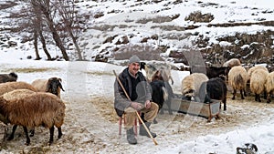 Shepherd grazing his sheep, Bitlis, Turkey