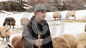 Shepherd grazing his sheep, Bitlis, Turkey