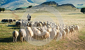 Shepherd and herd of sheep photo