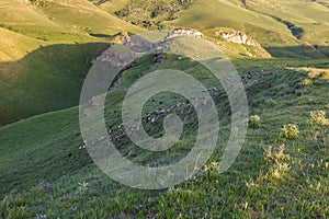 A shepherd and a herd of sheep in the mountains