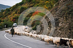 Shepherd is herding herd of sheep along Georgian military, Georgia