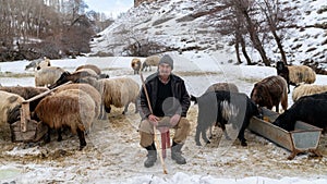 Shepherd herding his sheep in a countryside, snowy landscape, Bitlis, Turkey