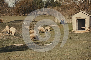 Shepherd herding sheep in a green meadow. Rural tourism concept