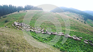 Shepherd herding sheeps on mountain.