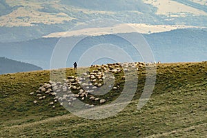 Shepherd herds flock of sheep standing on high hill with green grass against lush forest in haze