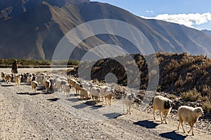 Shepherd with his flock desert landscape near Tsetang high on the Tibetan Plateau