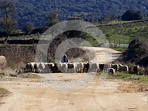 Shepherd and his flock