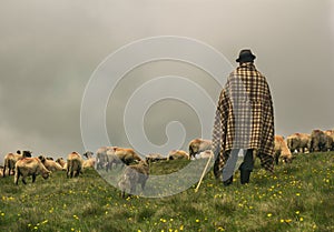 Shepherd and his flock of sheep