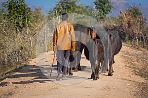 Shepherd with his flock of water buffalos