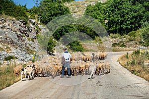 Shepherd with his herd in the Mountains near Zagori