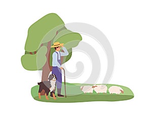Shepherd and his herding dog grazing sheep flock on grass. Herdsman watching for domestic ewes. Farm animals on pasture