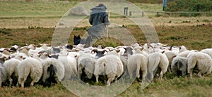 Shepherd and his sheep photo