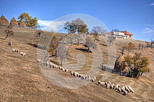 A shepherd with his sheep flock