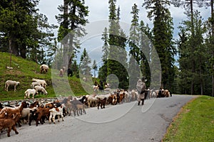 Shepherd with his sheep, lambs