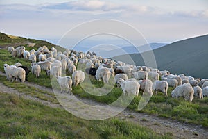 Shepherd with his sheep