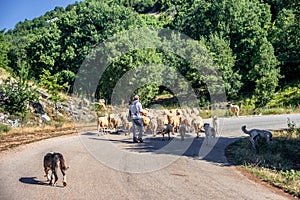 Shepherd with his herd in the Mountains near Zagori