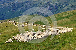 Shepherd with his sheep, Shar Mountain