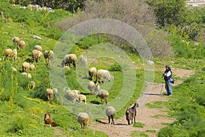 Shepherd with his sheep, Turkey