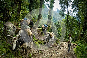 The shepherd with his yaks