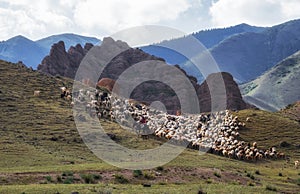 A shepherd on a horse grazes his huge flock of sheep in summer on a mountain pasture