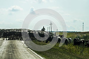 Shepherd on horse and herd of cows crossing the road