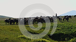 A shepherd on horseback counts the horses in a herd in a high mountain pasture. The concept of pets in the wild